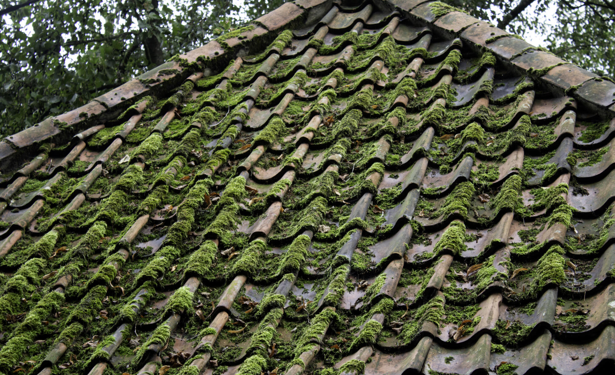 Lichen removal roof