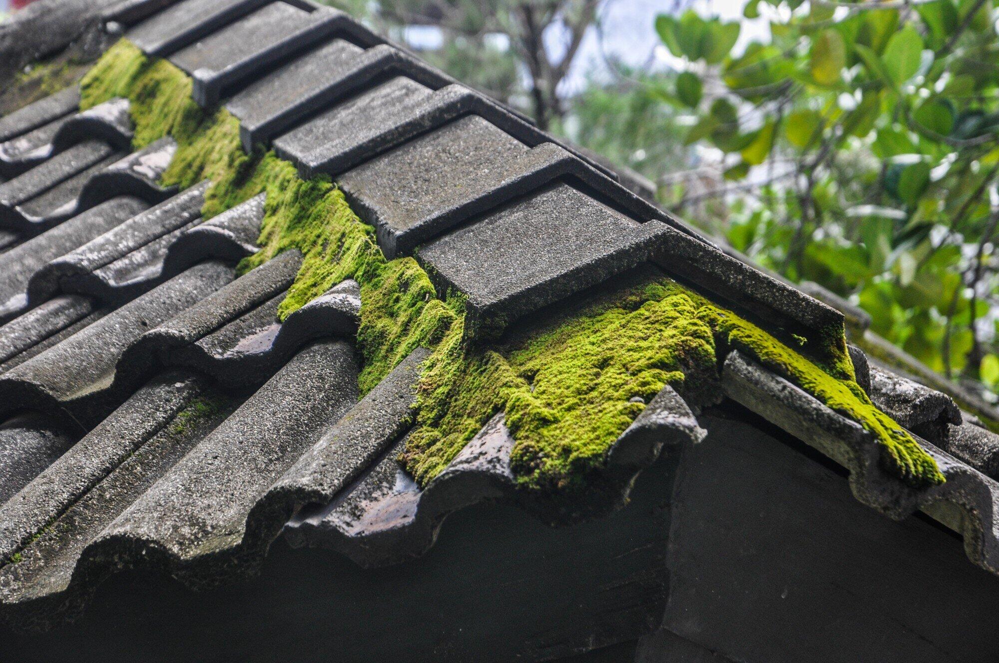 Roof Cleaning, Roof Cleaning Companies Swansea, Swansea Clean