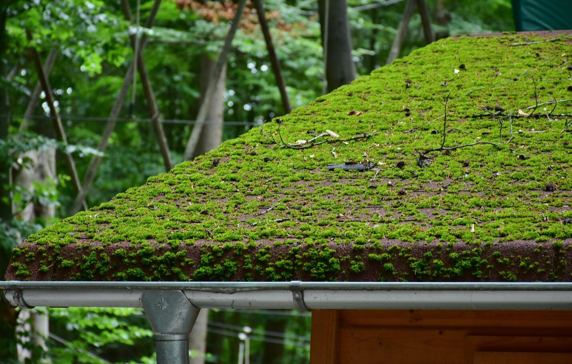 Roof Cleaning Service, Roof Cleaning Near me, Swansea Clean Seal, Moss removal, Lichen removal