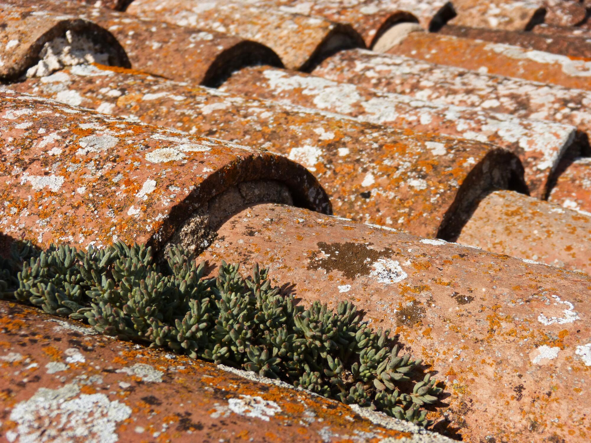 lichen on a roof